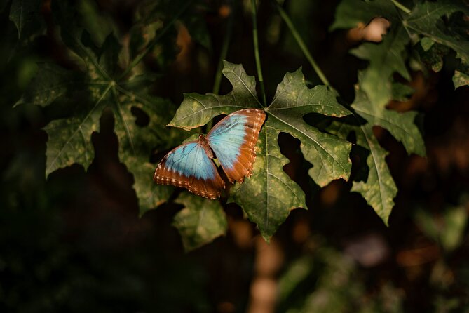 Shore Excursions to Butterfly Garden and Tortuguero Canals - Good To Know