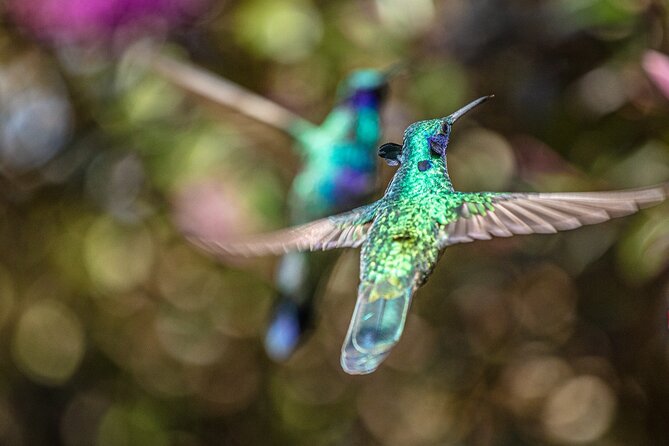 Sighting of Hummingbirds - Hummingbird Observatory - Good To Know