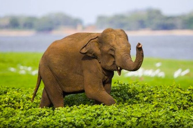 Sigiriya Rock and Minneriya Safari Private Day Tour - Good To Know