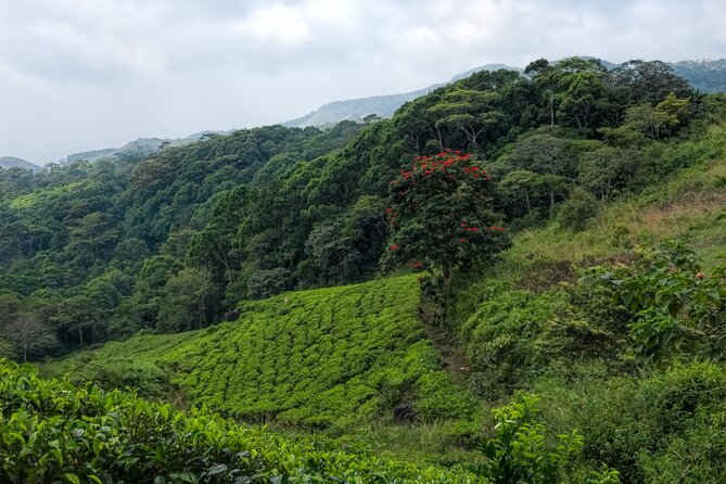 Sinharaja Rain Forest Guided Day Tour - Pickup Options