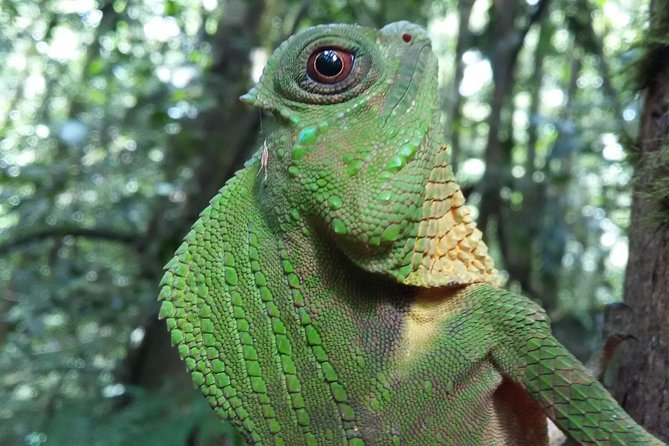 Sinharaja Rain Forest One Day - Good To Know