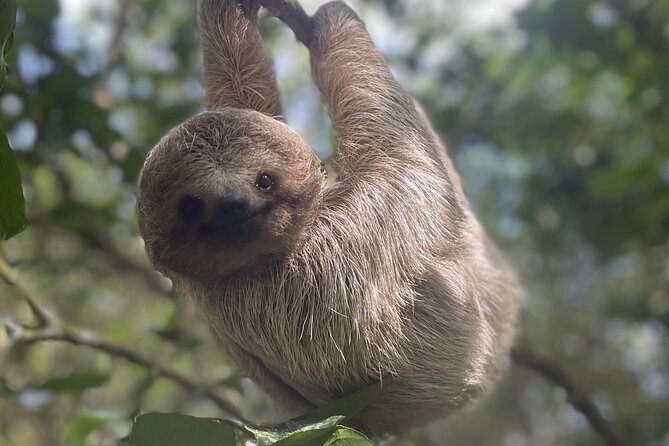 Sloth Discovery and Rio Celeste Waterfall From Playa Del Coco - Good To Know