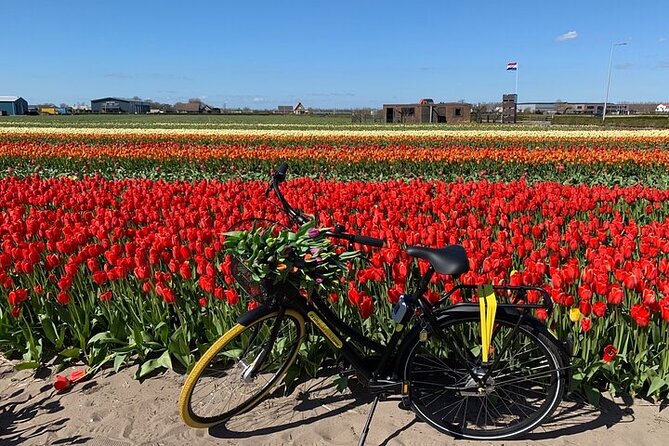 Small Group Bike Tour to Tulips Field in Lisse - Good To Know