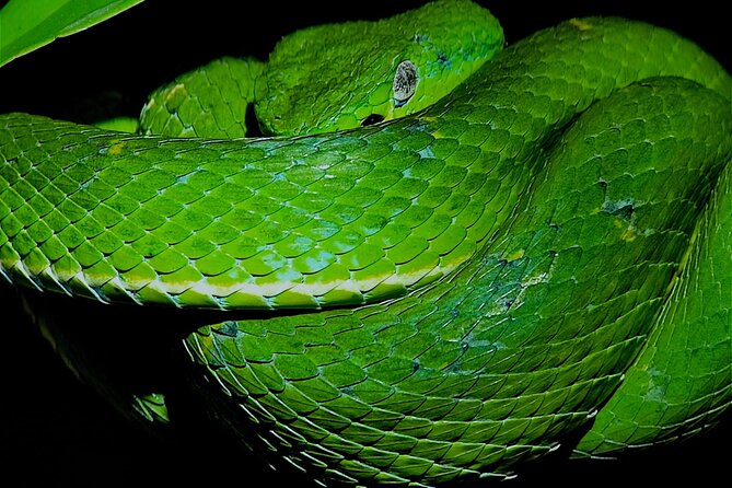 Small Group Wildlife Refuge Monteverde Night Walking Tour - Good To Know