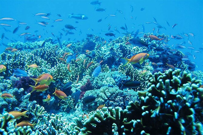 Snorkeling at Blue Lagoon and Tanjung Jepun Bali – All Inclusive