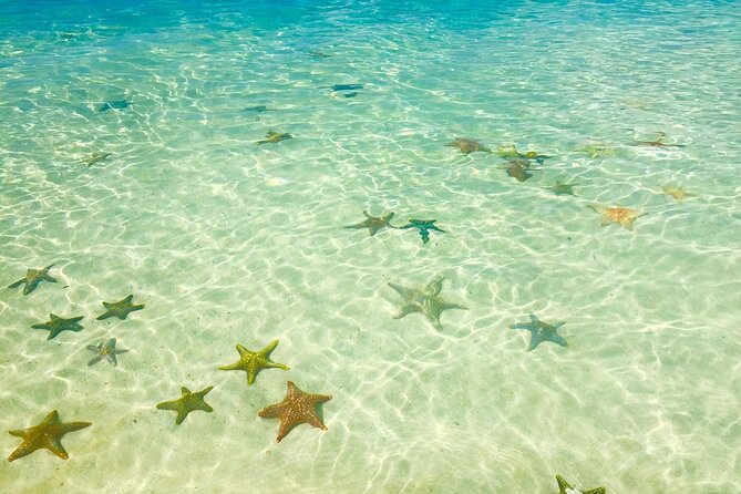 Snorkeling at Blue Lagoon, Star Fish and the Rock Restaurant - Good To Know