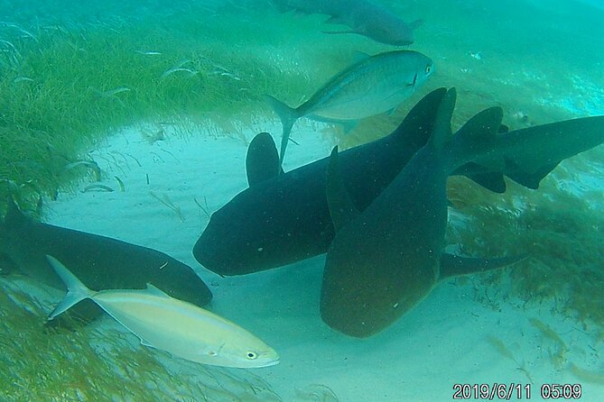 Snorkeling Experience in Caye Caulker