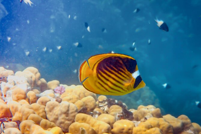 Snorkeling in Pigeon Island From Nilaveli - Marine Life and Coral Reefs