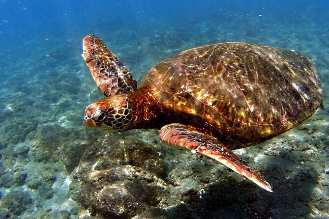 Snorkeling in the Motus of Easter Island - Good To Know