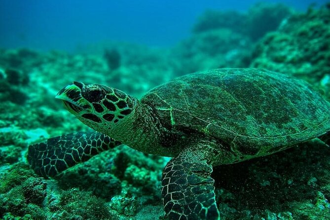 Snorkeling Tour at Caño Island - Good To Know