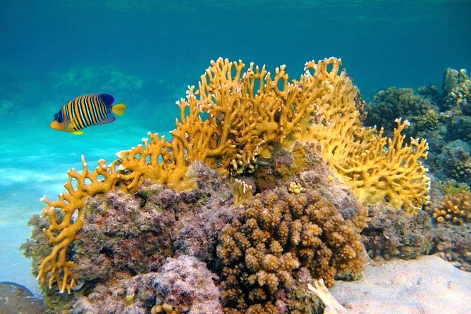 Snorkeling Trip At Paradise Island