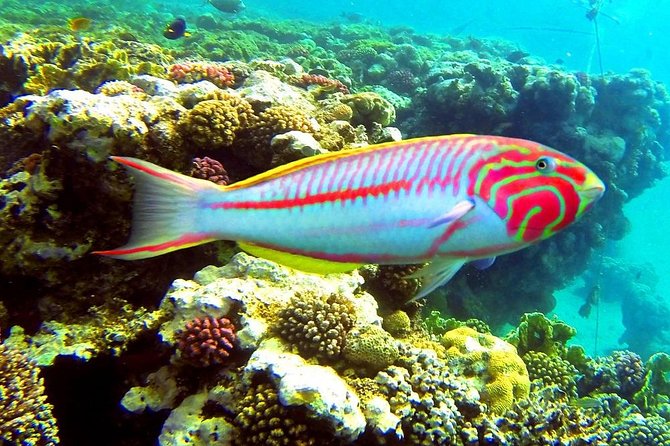 Snorkeling Trip At Sharm El Naga Bay From El Gouna - Good To Know