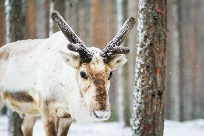 Snowshoe Trip for Searching Arctic Animals - Good To Know