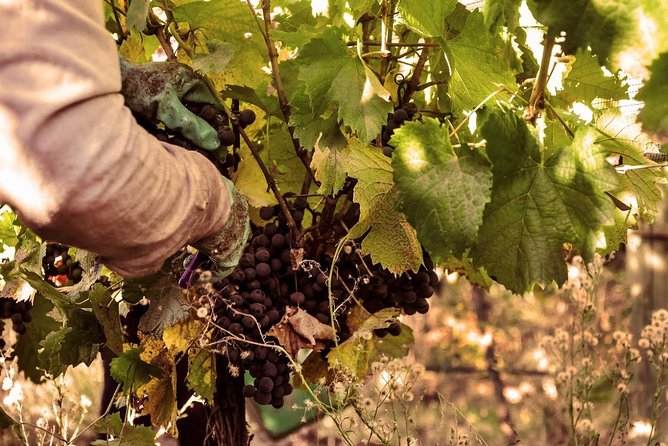 Special Experience in Wineries: Come to Prune or Harvest - Good To Know