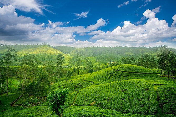 Sri Lanka 7 Days Tour - Exciting Activities Included