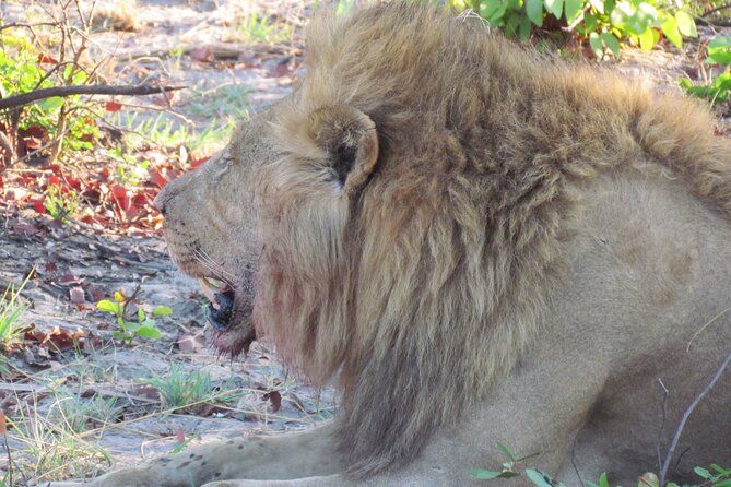 Steenbok Trail Safari – 7 Nights / 8 Days