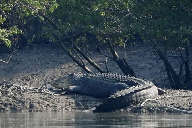 Sunderban Mangrove Wilderness Expedition - Good To Know