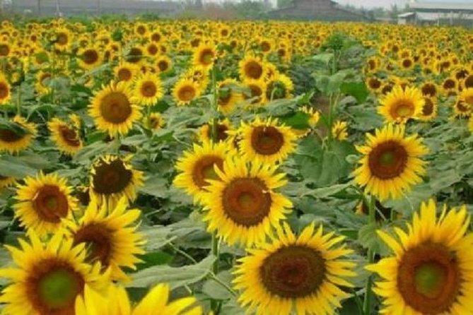 Sunflower Garden and Wild Bird Wetland Park Private Tour - Good To Know