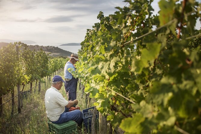 SUNSET at the VINEYARD From Ouranoupolis - Tour Details