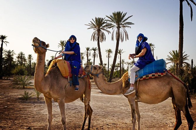 Sunset Camel Riding in the Palm Grove of Marrakech With Pickup-Drop off - Good To Know