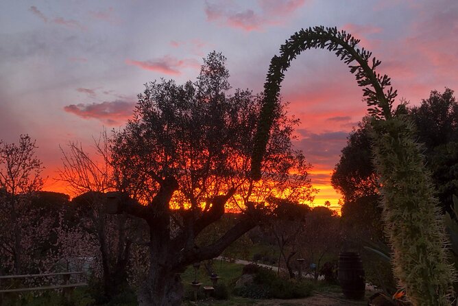 Sunset Wine Tasting With BBQ in Porches - Good To Know