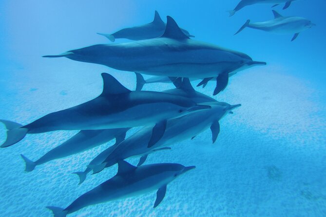 Swim With Dolphin in Satayeh Reef Sea Trip & Lunch - Marsa Alam - Good To Know