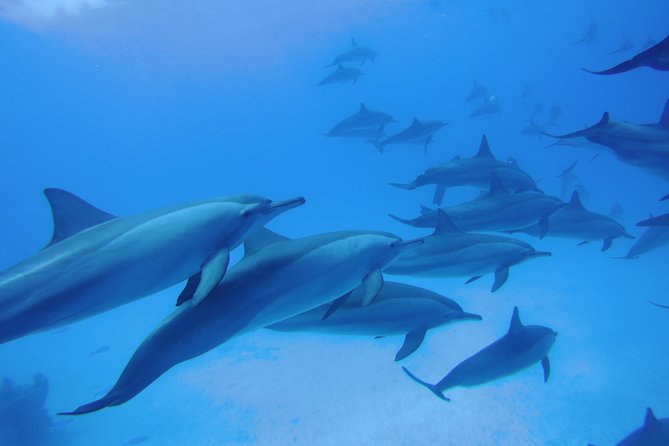 Swim With Dolphins in Satayeh Reef Snorkel Sea Excursion - Marsa Alam - Good To Know