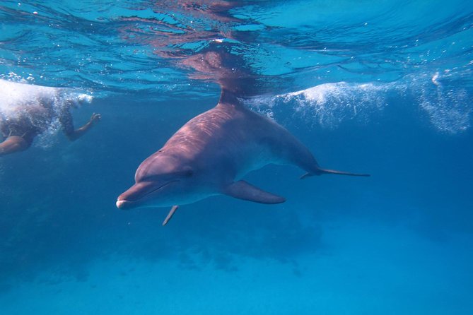 Swimming Close to Dolphins and Banana Boat - Good To Know