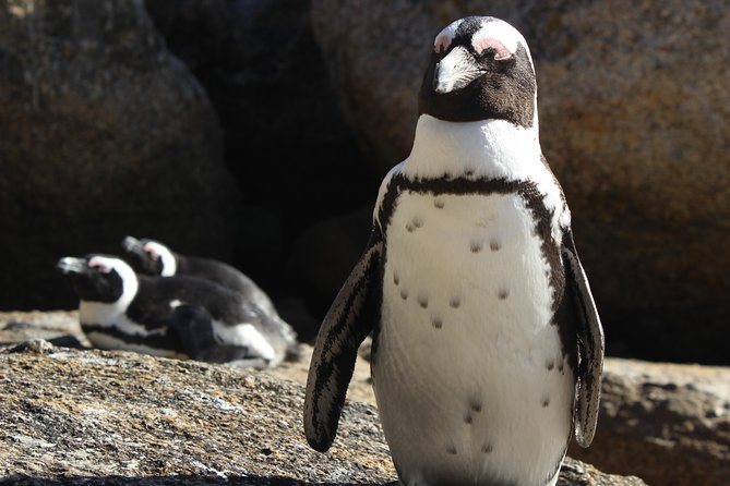 Table Mountain and Robben Island Cape Town City Tour and Tickets - Tour Highlights