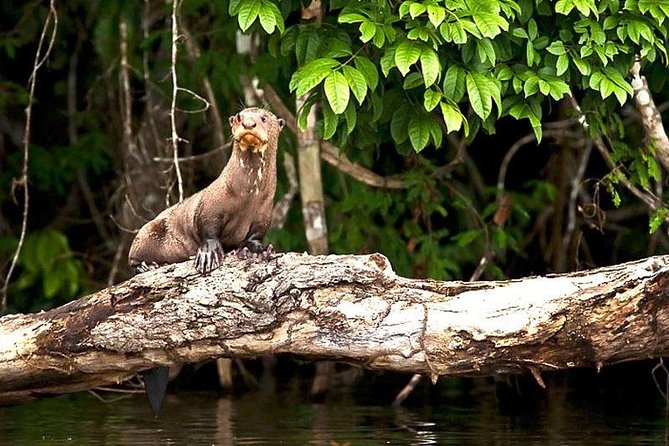 Tambopata and Collpa De Guacamayos 3 Days and 2 Nights - Tour Highlights
