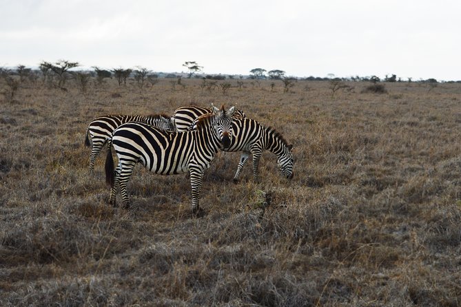 Tanzania Safari Guided Wildlife Watching Experience in Tarangire National Park - What To Expect