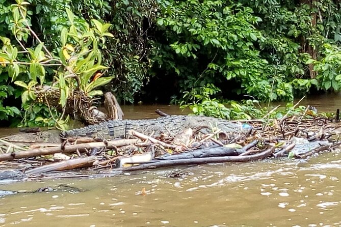 Tarcoles River Crocodile and Wildlife River Trip From San Jose - Good To Know