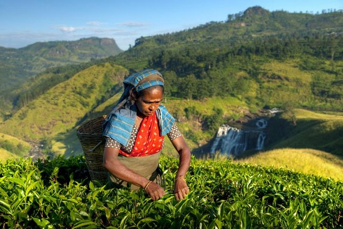 Tea Plantation Tour From Kandy - Good To Know