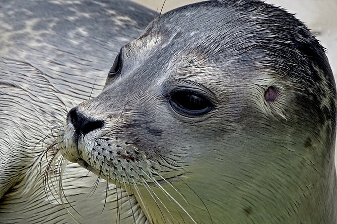 Texel Day Tour With Guide - Good To Know