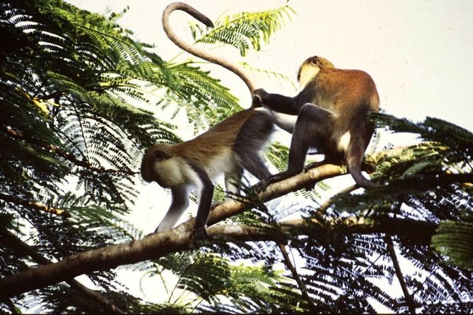 The Accra Safari Experience - Good To Know