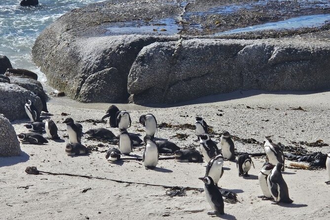 The Cape of Good Hope & Penguins Small Group Tour - Pricing Information