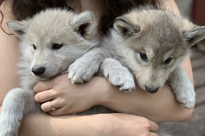 The Cuddly Wolf - Private Tour - Good To Know