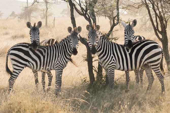 Three Days Safari Ngorongoro-Serengeti National Park Tented Camping - Good To Know