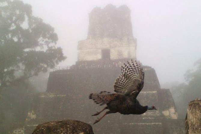 Tikal Birdwatching and Archaeological - Good To Know