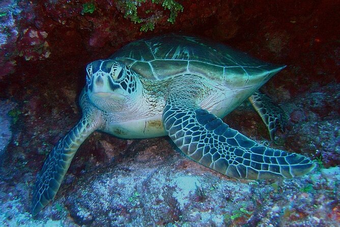 Tortuguero: Kayak + Turtle Spawning or Night Tour - Good To Know