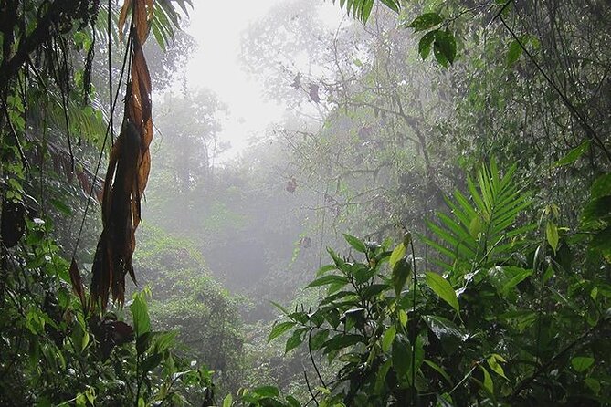 Tortuguero National Park Adventure 3D/2N - Tour Overview