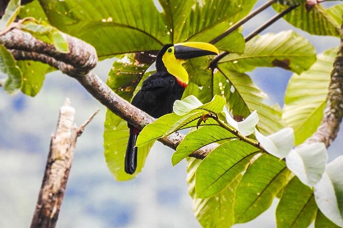 Tour Birds, Anchicaya and the Oasis De La Sirena - Good To Know