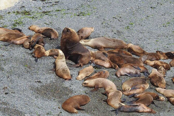 Tour in the City of Puerto Madryn and Punta Loma Natural Reserve - Good To Know