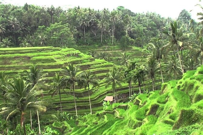 Tour Monkey Forest - Jungle Swing - Rice Terrace - Water Temple and Waterfall - Good To Know