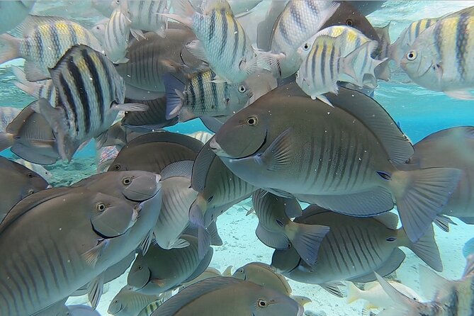Tour to Cayo Acuario Plus Rocky Cay - Good To Know