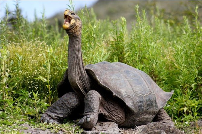 Transfer From the Airport to Hotel With Excursions in Santa Cruz Island - Good To Know