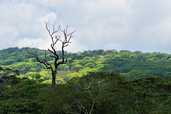 Treking / Bird Watching / Excursion at Sinharaja Rain Forest - Good To Know