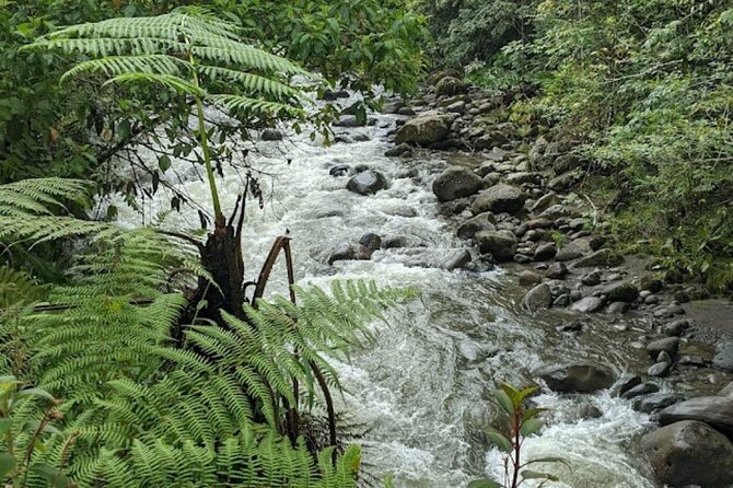 Trekking/Hiking Yarumo Blanco Waterfall From Pereira or Armenia - Good To Know