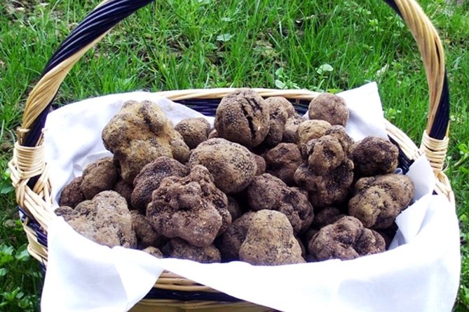 Truffle Hunt & Wine Tasting - Private Tour - Tour Overview