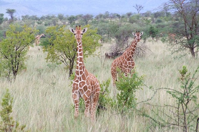 Tsavo East & West National Park 3 Days From Mombasa. - Good To Know